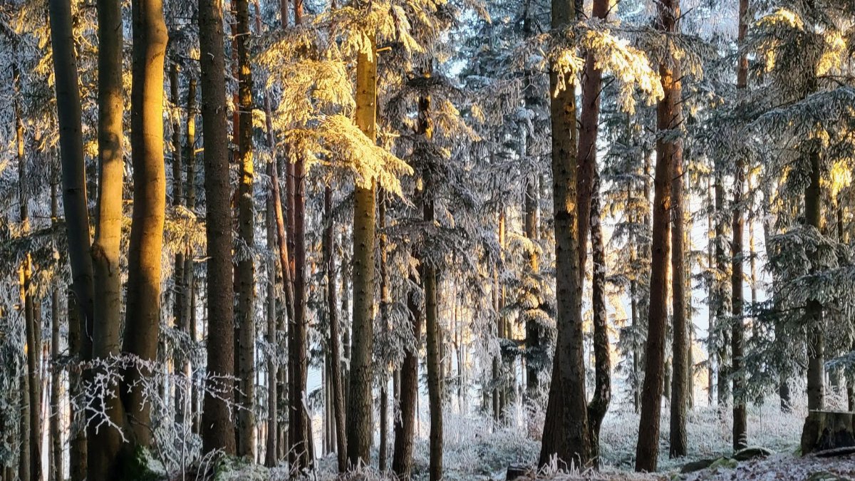 A peaceful winter forest with snow-covered trees lit by morning light.