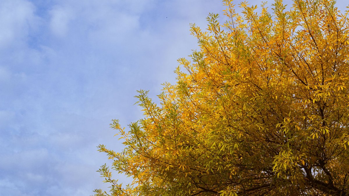 Vibrant autumn foliage of a tree against a clear blue sky in Garland, Texas.