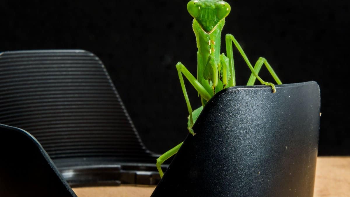 Close-up of a green praying mantis perched on camera gear, highlighting its intricate details.