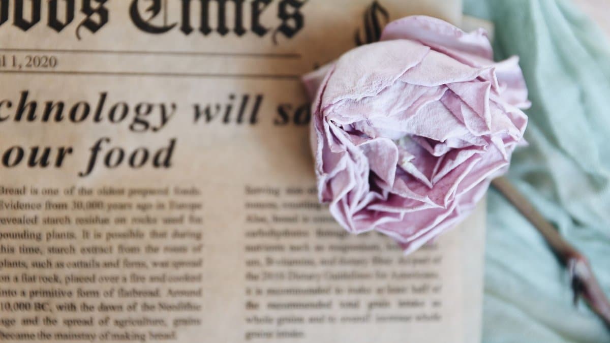 A vintage-style newspaper alongside a textured pink rose creates a nostalgic still life.