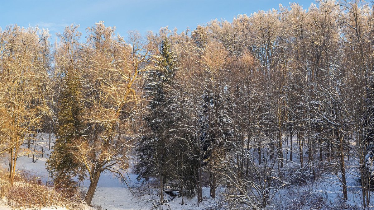 Beautiful winter forest scene with snow-covered trees and calm river.