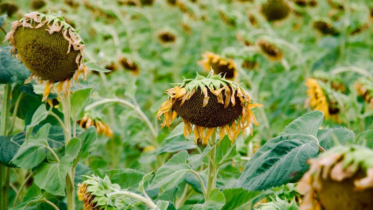 A field of sunflowers transitioning to seed in late summer, creating a serene natural scene.