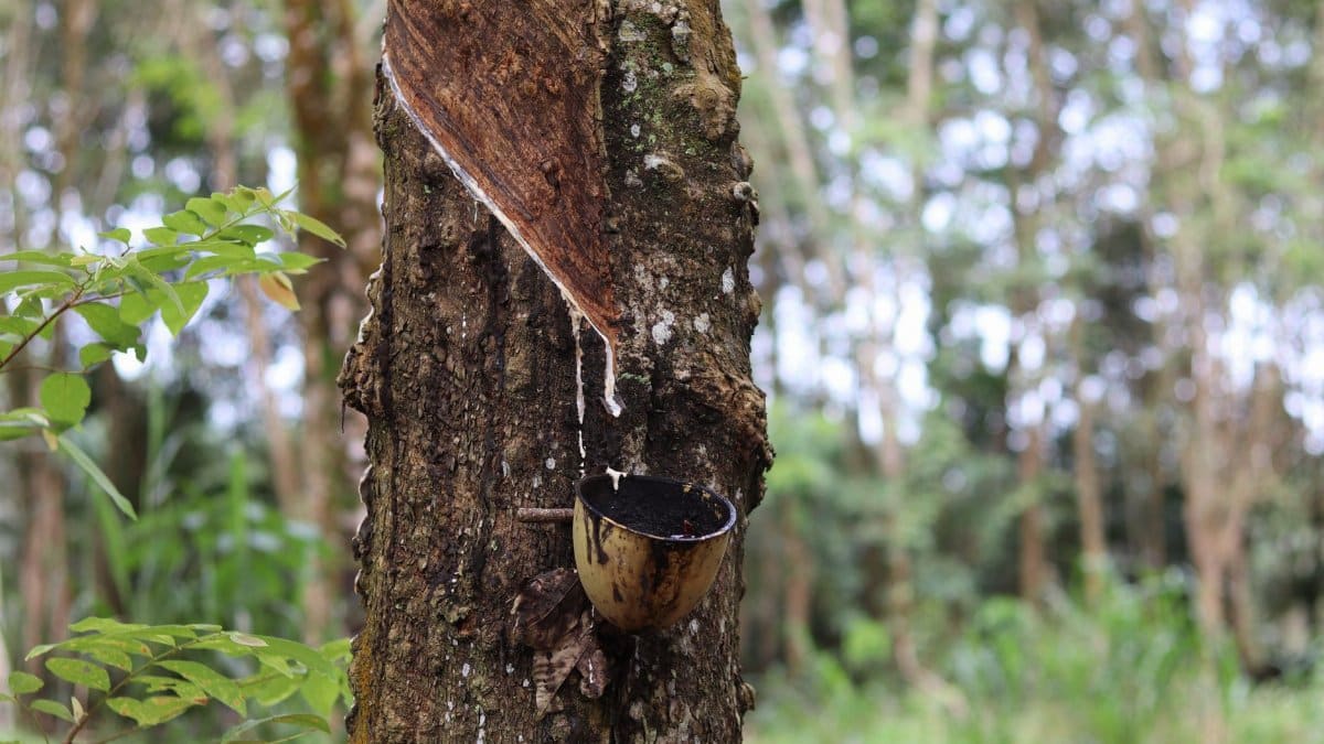 Close-up of a tree being tapped for natural rubber with a collection cup outdoors.