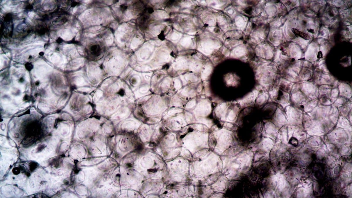 Microscopic image showcasing the intricate structure and texture of plant cells.