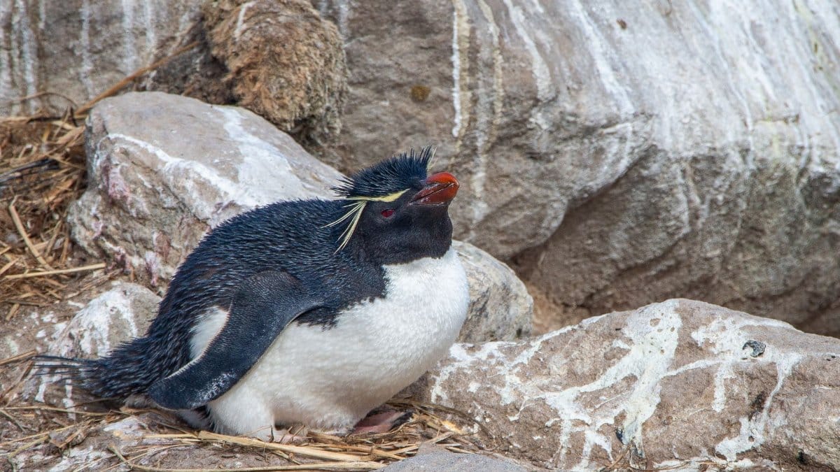 A Rockhopper Penguin calmly nests among the rocky landscape of the Falkland Islands.