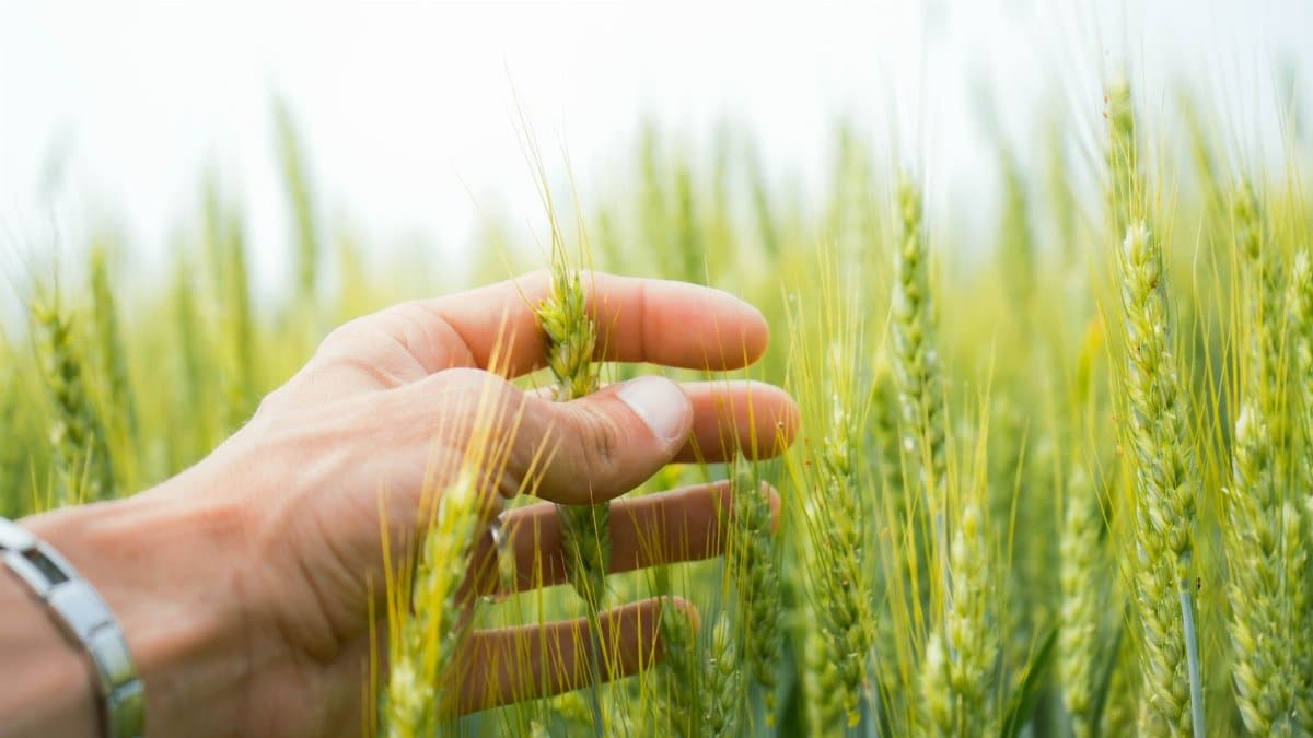 Close-up of a hand touching green wheat in a summer field in Veneto, Italy.