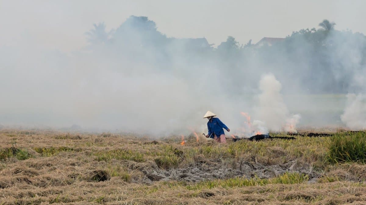 A farmer works on burning crop residue in a rice field surrounded by smoke.