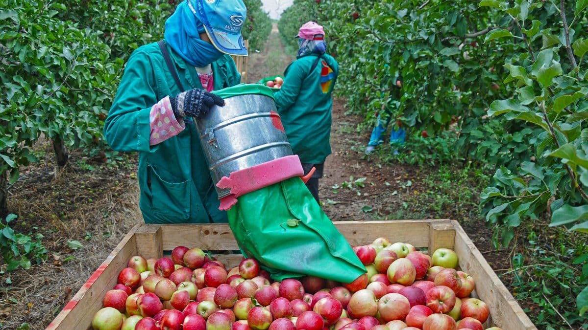 Workers harvest apples in an orchard in Fès, Morocco, showcasing traditional agriculture.