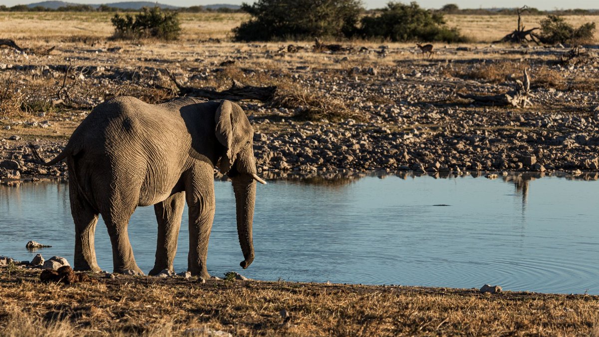 A lone African elephant stands beside a tranquil river in a wildlife reserve, captured in natural daylight.