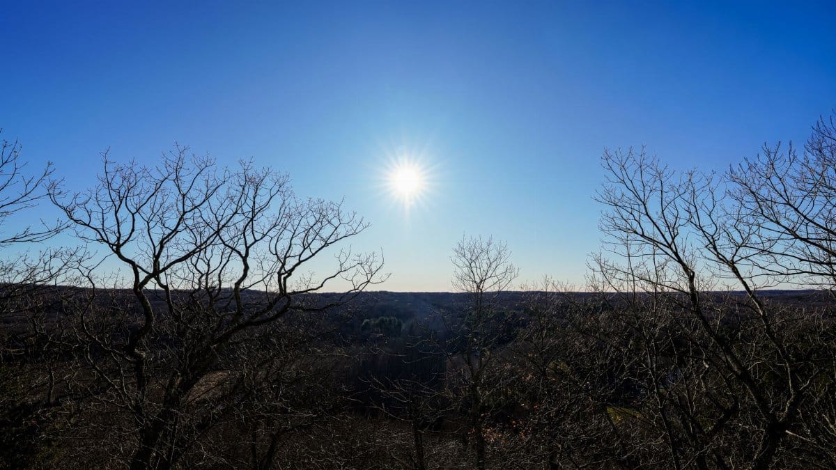Bright winter sun shines over a forest with bare trees and clear blue sky.