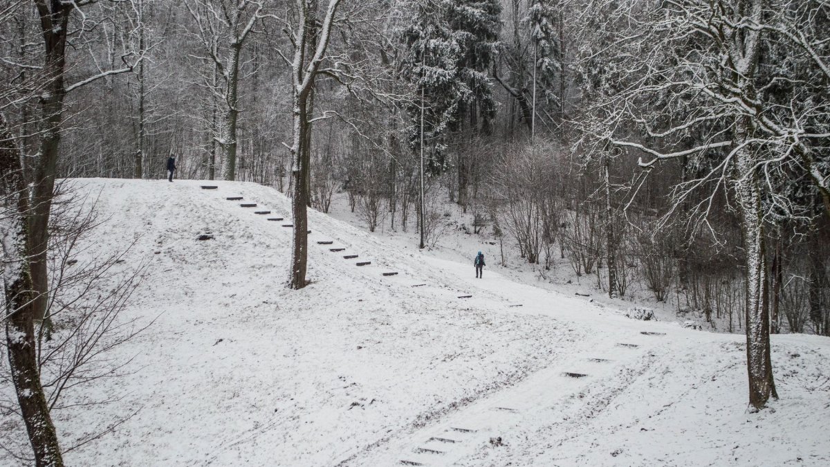 Winter scene with snow-covered forest path in Vilnius, Lithuania, perfect for exploring and hiking.