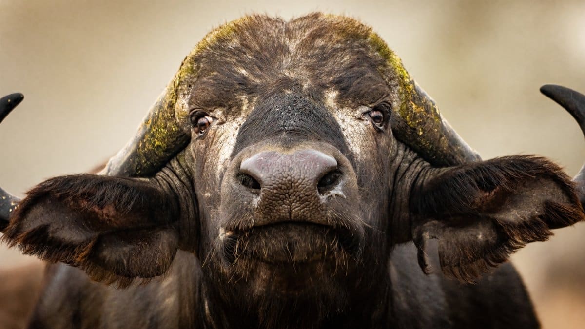 Close-up portrait of a powerful African buffalo with horns in the wild.