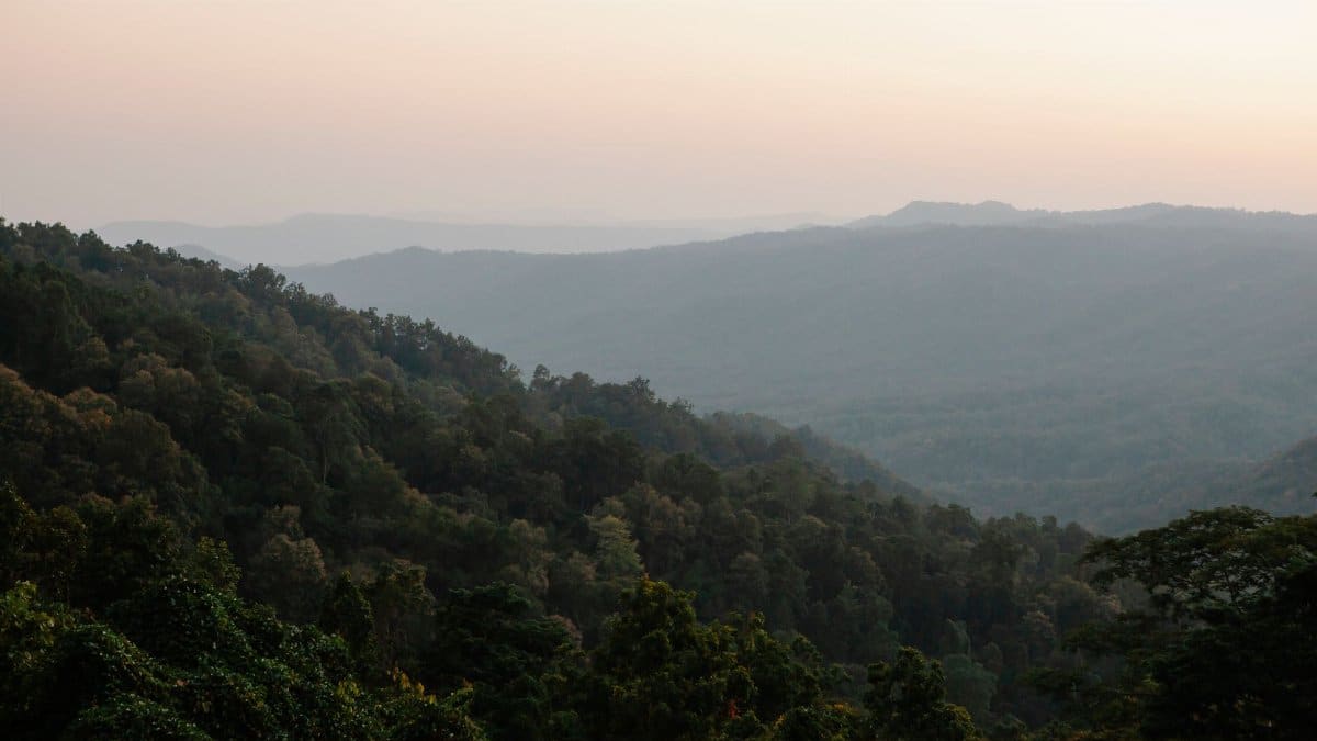 Breathtaking landscape of lush green forest growing on slopes of mountains against cloudless sunset sky