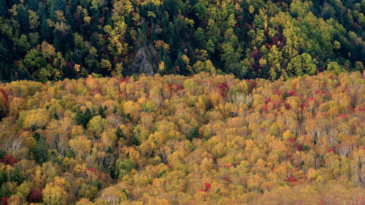 Aerial view of a vibrant forest with colorful autumn foliage.