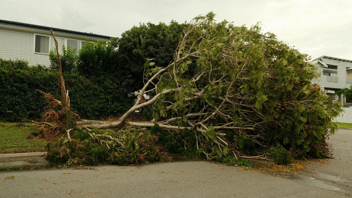 A large tree lies uprooted on a street after a severe storm, highlighting nature's power.