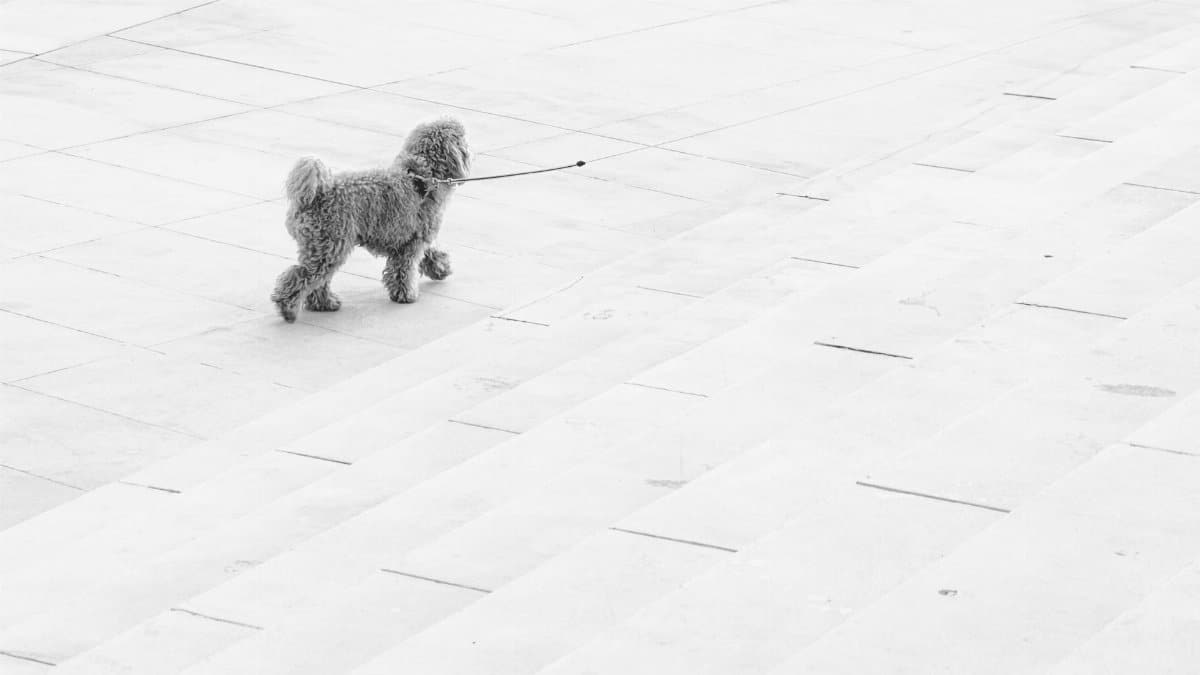 A lone poodle on a leash strolls across clean, geometric stone steps outdoors.