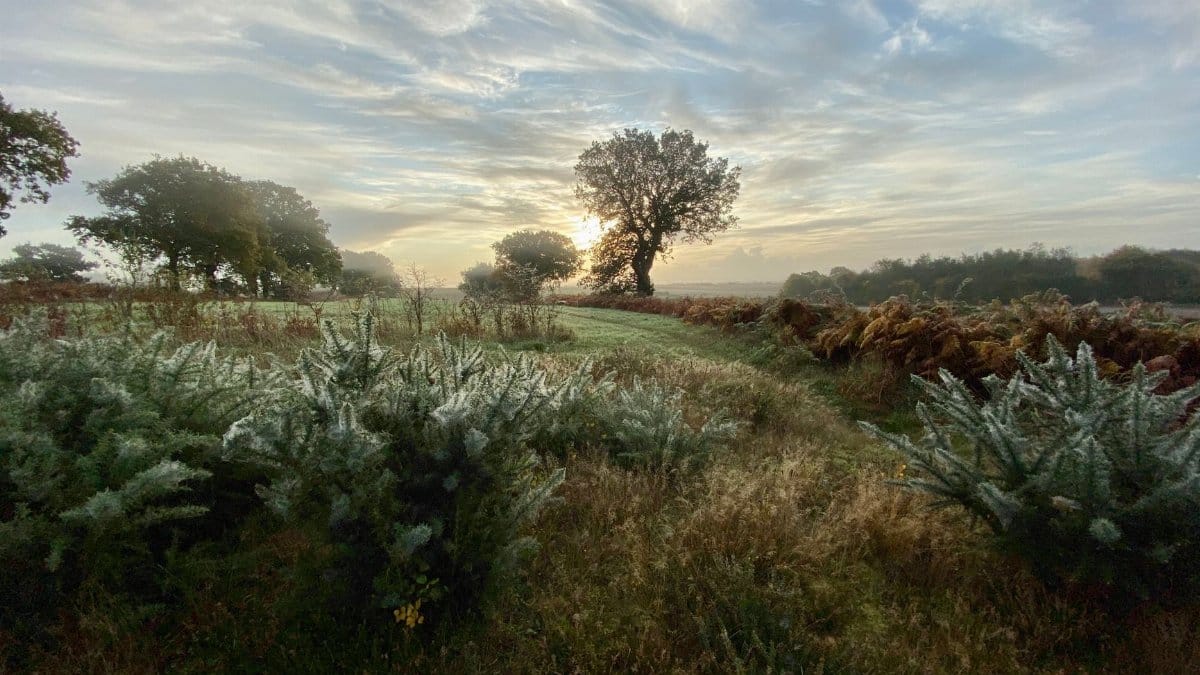 Beautiful rural landscape in England with morning sunlight and lush greenery.