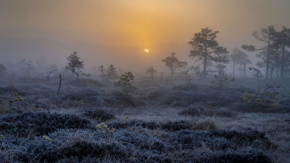 Captivating sunrise over a frosty bog, enveloped in mist, creating a peaceful and ethereal scene.