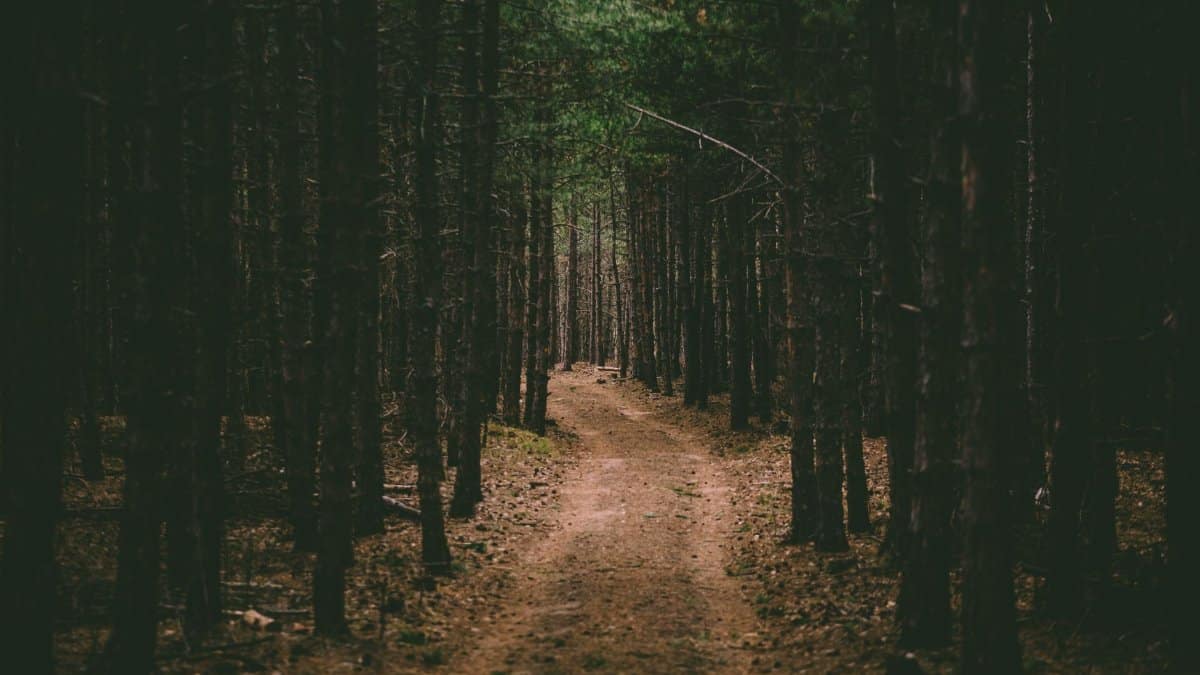 Narrow path surrounded with tall thin pine trees in grove of forest in daytime