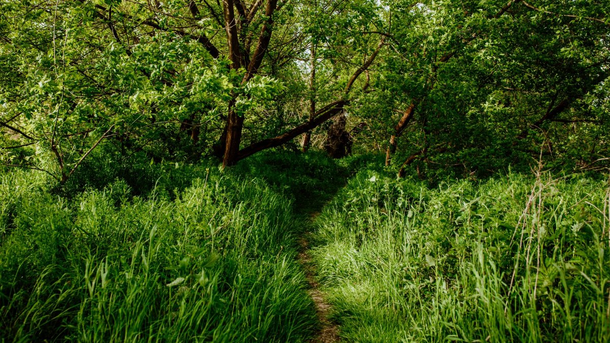 A serene narrow path winding through dense green forest vegetation during daylight.