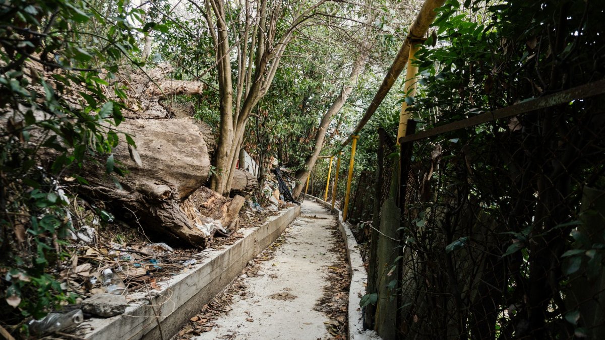 A narrow concrete path winds through dense tropical foliage and wooden fencing.