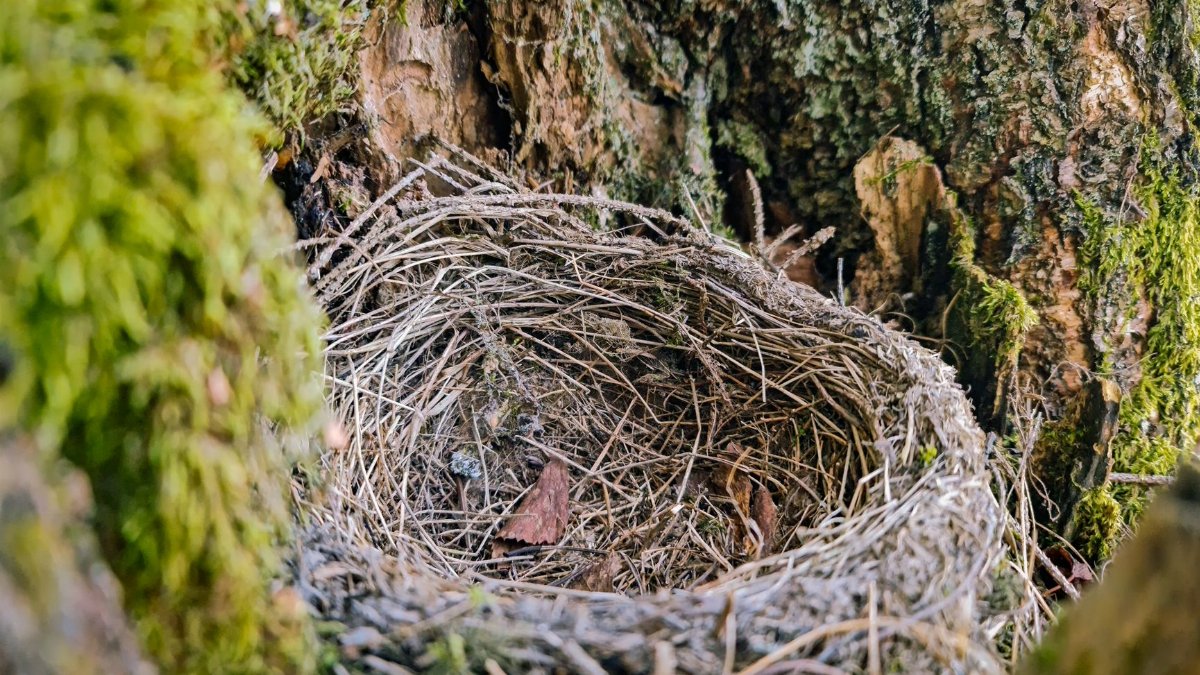 A detailed close-up of an empty bird's nest nestled in tree bark surrounded by moss.