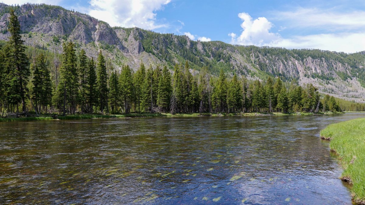 Capture the tranquility of a river flowing through Yellowstone National Park's lush forest landscape.