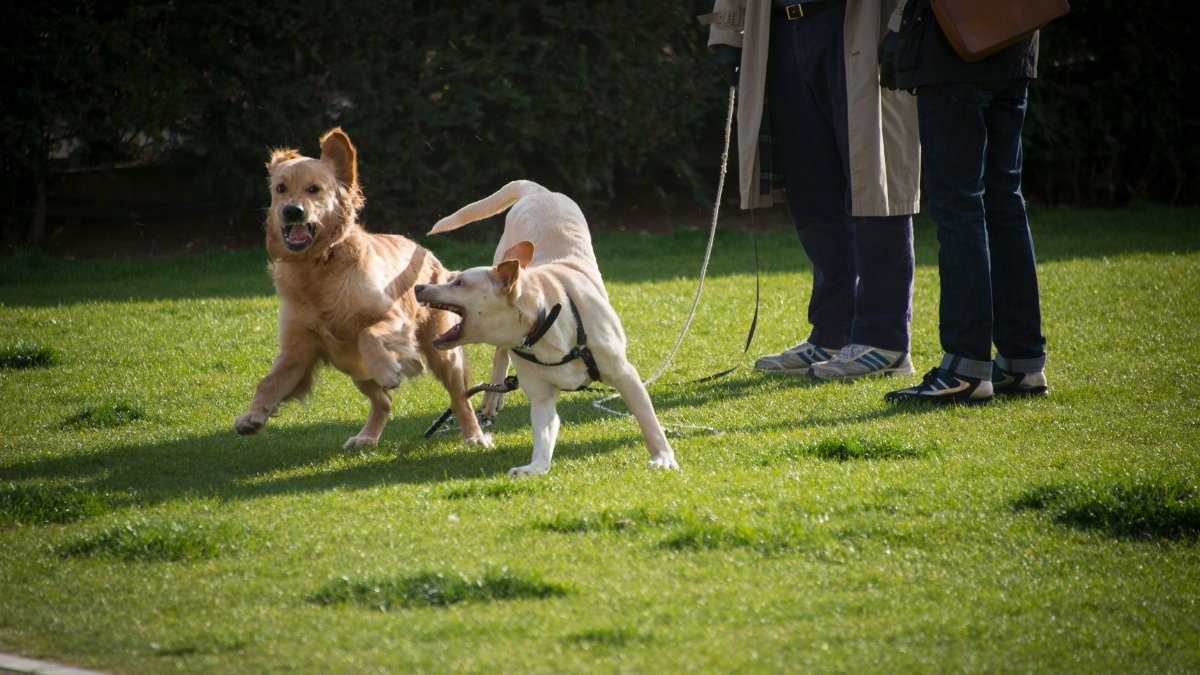 Two dogs play on grass near their owners in a sunny park setting.