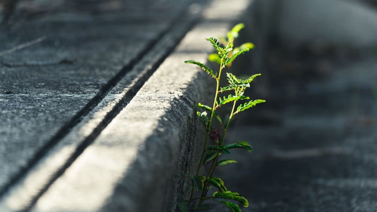 A small green plant thrives through a concrete crack, symbolizing resilience.