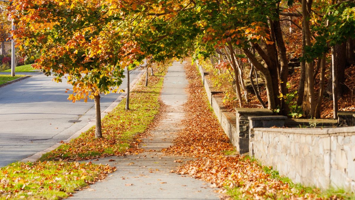Beautiful autumn foliage on a sidewalk in Halifax, Nova Scotia, under bright fall skies.