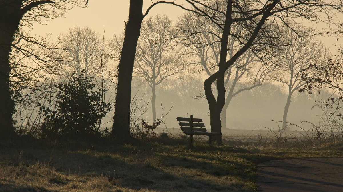 Peaceful morning light through foggy trees in Assen, Drenthe. Ideal for relaxation and nature themes.