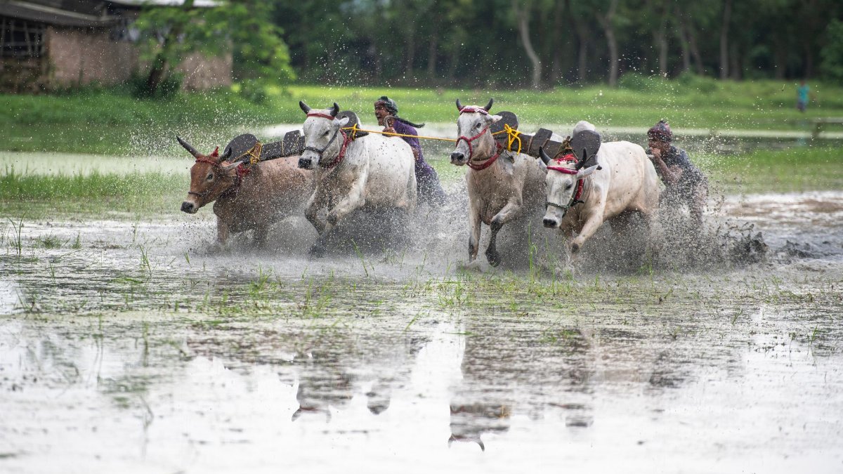 Exciting traditional cow race in a flooded field, showcasing cultural sportsmanship and teamwork.