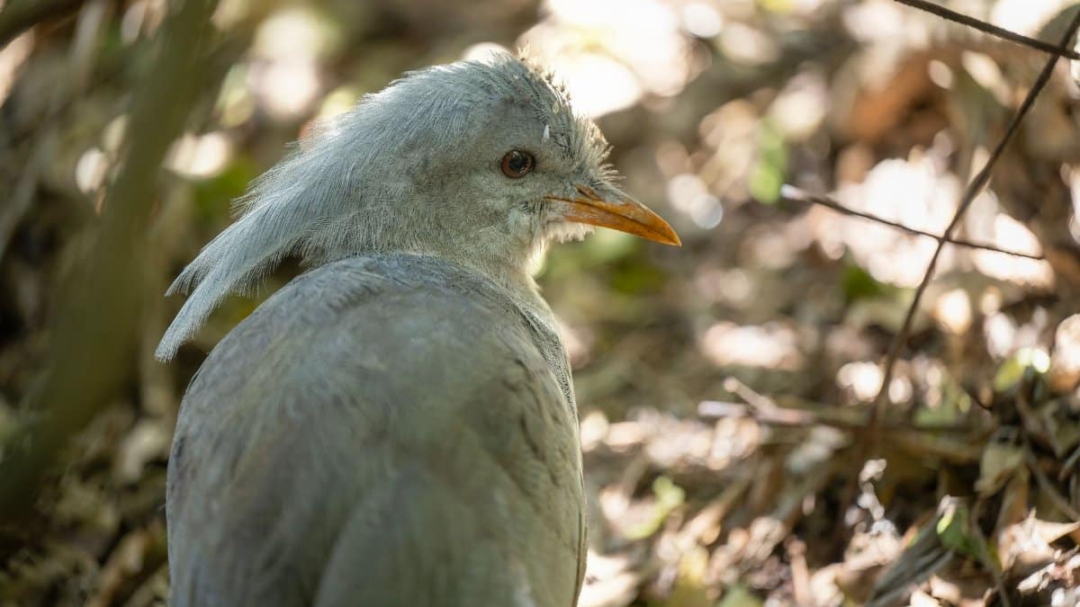 A stunning Kagu bird featured in its natural habitat in Nueva Caledonia's lush forest vegetation.