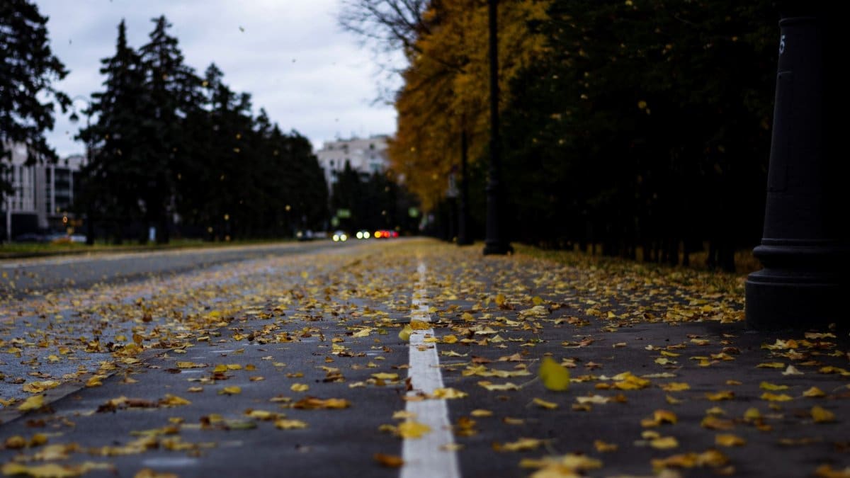 Yellow leaves scattered on an urban road during autumn, capturing the essence of the season.