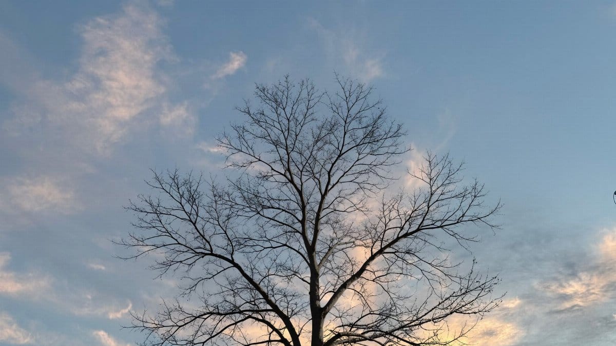 Serene bare tree with clouded sky at dusk, capturing the winter ambiance.