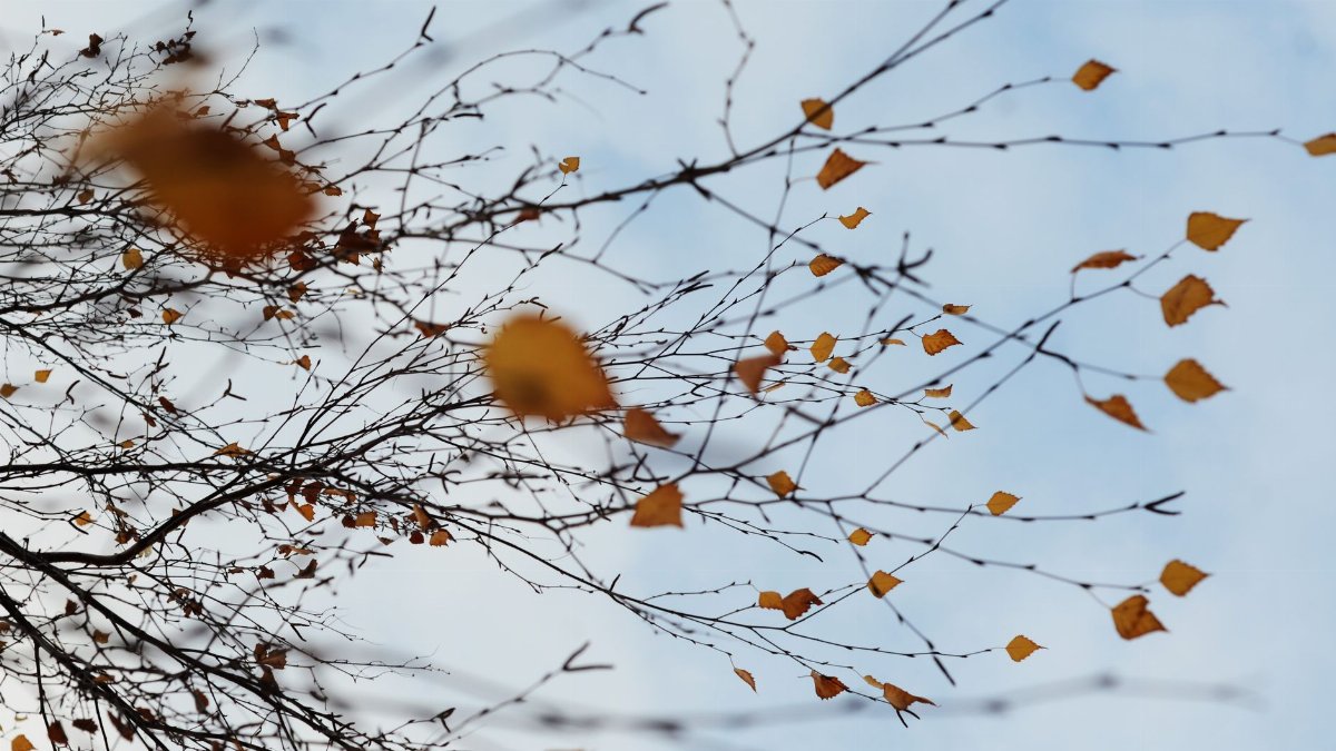 A creative perspective of thin branches adorned with brown autumn leaves against a blue sky.