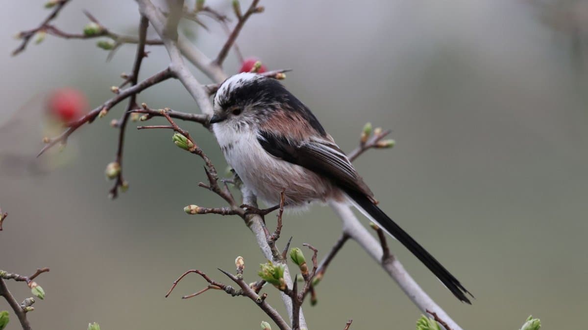A Long-tailed Tit (Aegithalos caudatus) resting on a budding spring branch, capturing nature's tranquility.