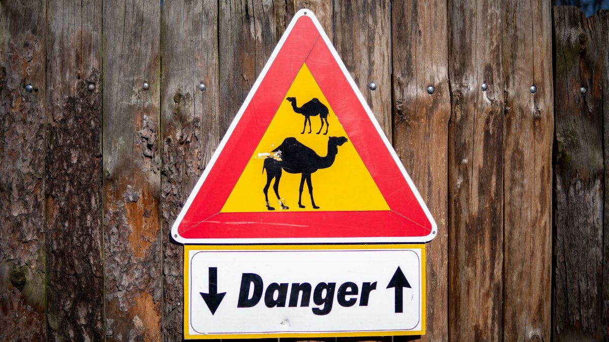 Warning sign depicting camels, indicating a potential danger, mounted on a wooden fence.