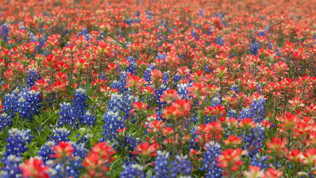 Explore a vivid field of Texas wildflowers, showcasing bluebonnets and Indian paintbrushes in full summer bloom.