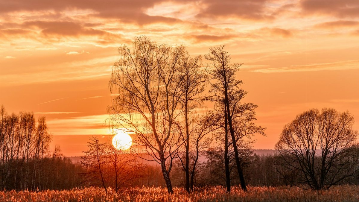 Beautiful sunset illuminating autumn trees and grass in a serene landscape, creating a warm glow.