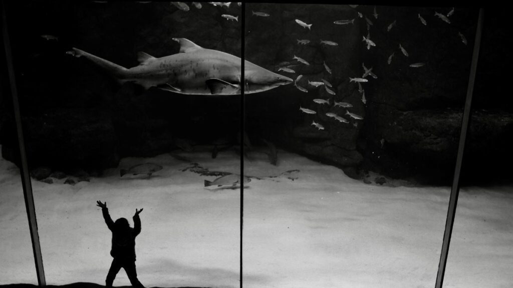 A child silhouette enthusiastically gazing at a shark display in an aquarium, South Africa.