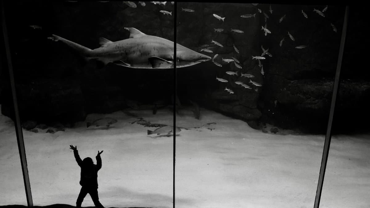 A child silhouette enthusiastically gazing at a shark display in an aquarium, South Africa.