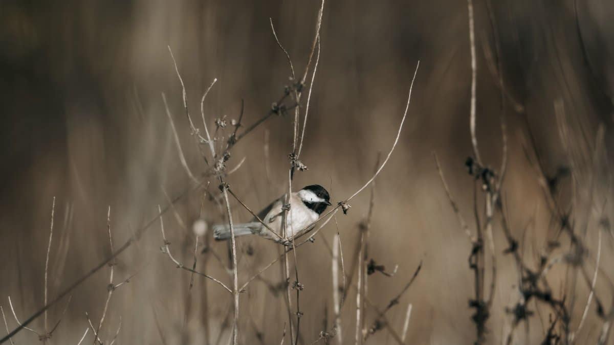A chickadee sits on dry branches in a serene winter landscape in Kentucky.