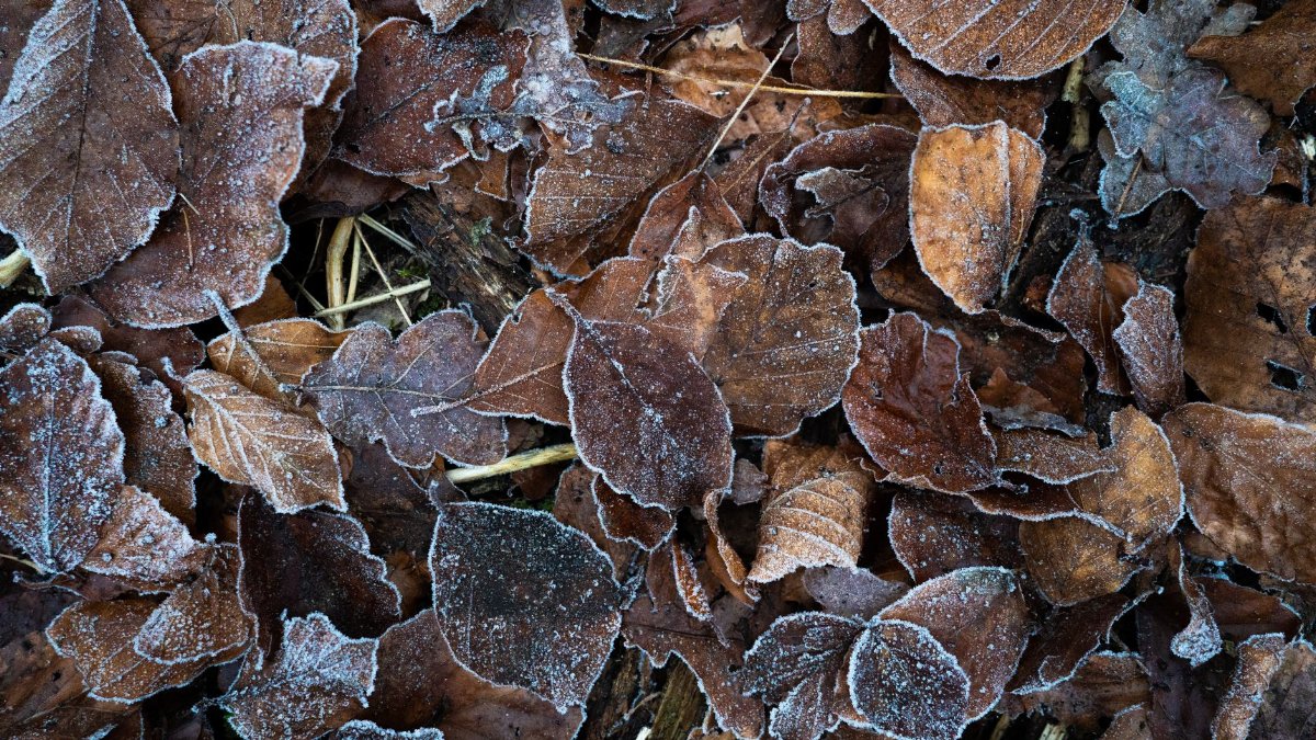 Detailed shot of frosted autumn leaves covering the ground, showcasing winter's onset.