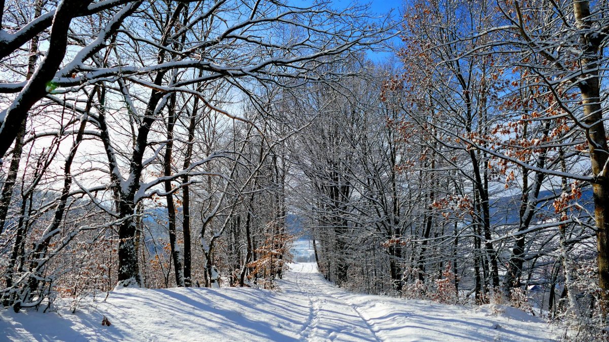A serene winter scene with a snow-covered path through a forest of bare trees under a clear blue sky.