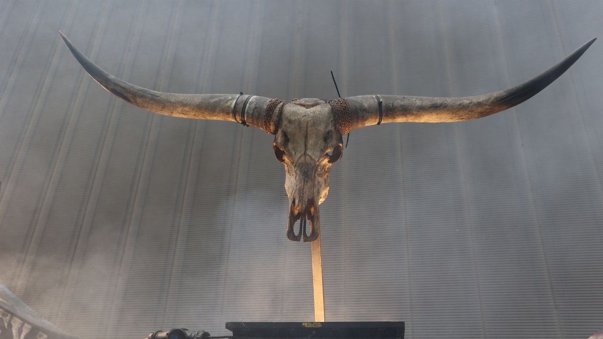 A striking longhorn skull on display, exuding a sense of symmetry and totemic symbolism.