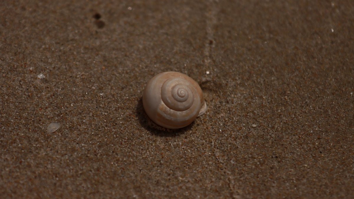 Close-up of a spiral seashell on sandy beach, Alghero, Sardinia, Italy.