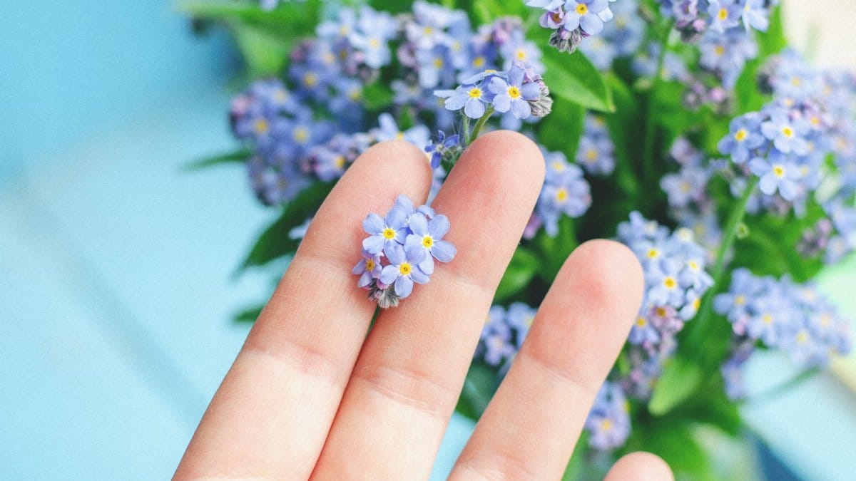 Gentle hand holding a delicate forget-me-not flower against a blue background.