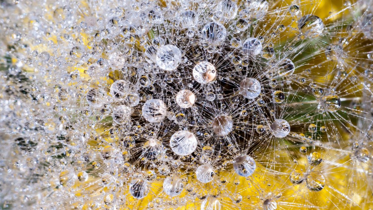 Close-up of a dandelion with water droplets in Treviso, capturing nature's intricate detail.
