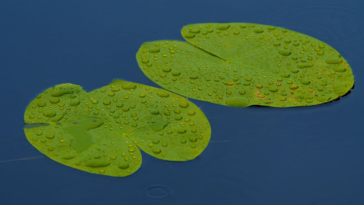 Close-up of water lily leaves with raindrops floating on a calm blue water surface, creating a serene scene.